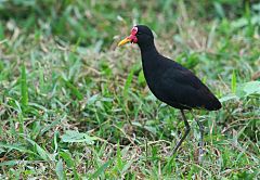 Wattled Jacana